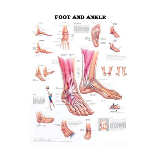 FOOT & ANKLE CHART