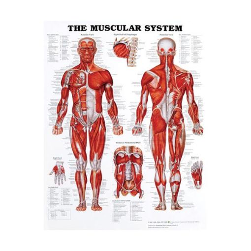 THE MUSCULAR SYSTEM CHART