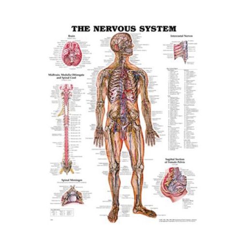 THE NERVOUS SYSTEM CHART