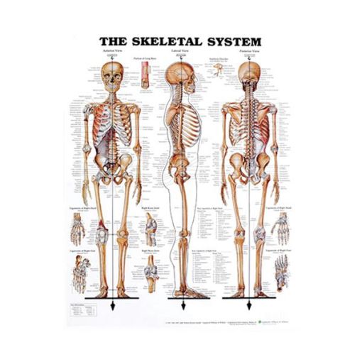 THE SKELETAL SYSTEM CHART