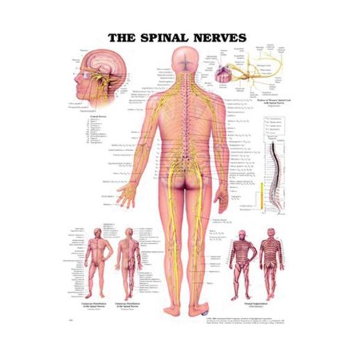 THE SPINAL NERVES CHART
