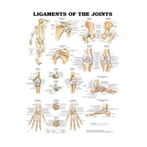 LIGAMENTS OF THE JOINTS CHART