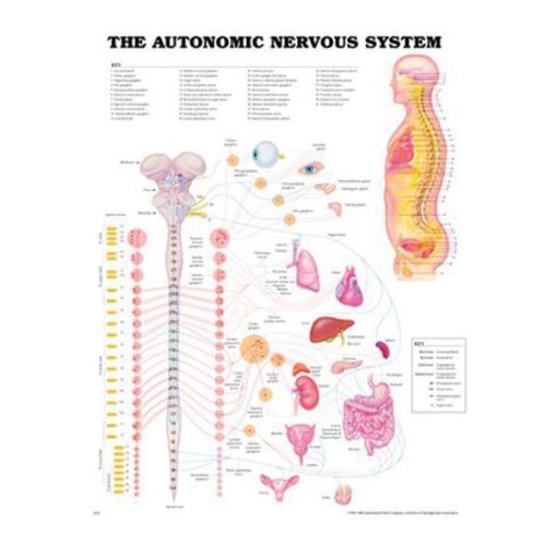 Picture of AUTONOMIC NERVOUS SYSTEM CHART