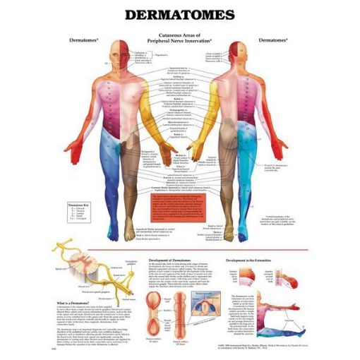 Picture of DERMATOMES ANATOMICAL CHART