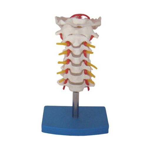 CERVICAL MODEL WITH ARTERY