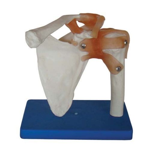 Picture of LIFE SIZE SHOULDER JOINT