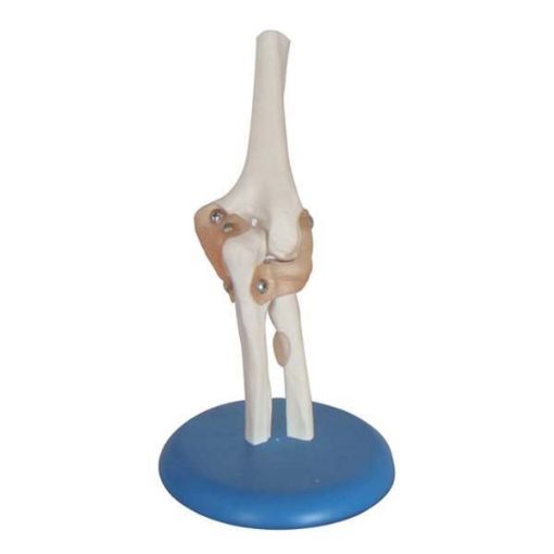 Picture of LIFE SIZE ELBOW JOINT