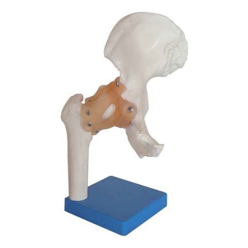 Picture of LIFE SIZE HIP JOINT