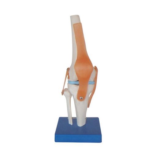 LIFE SIZE KNEE JOINT