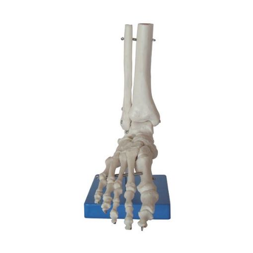 LIFE SIZE FOOT MODEL