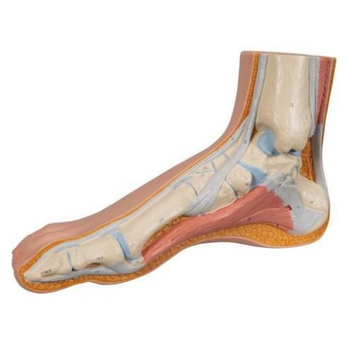Picture of ANATOMICAL NORMAL FOOT MODEL