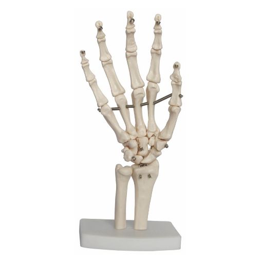 Picture of LIFE SIZE HAND JOINT MODEL