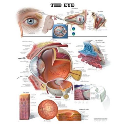 Picture of THE EYE CHART