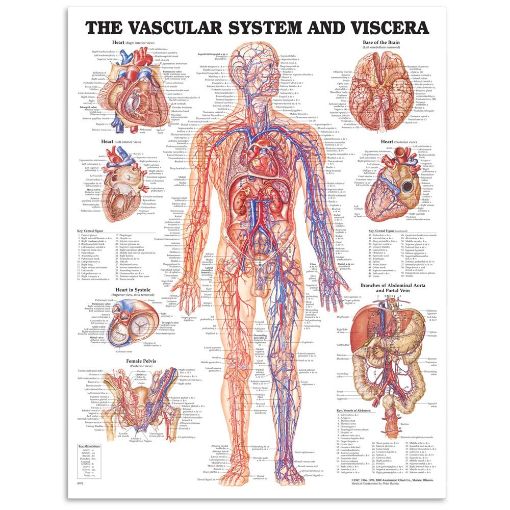 Picture of THE VASCULAR SYSTEM & VISCERA ANATOMICAL CHART