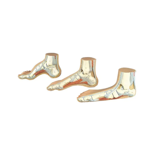 Picture of Foot Model
