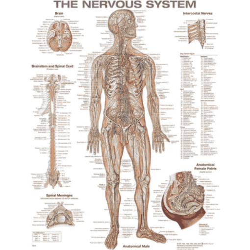 Picture of THE NERVOUS SYSTEM CHART  (LAMINATED)