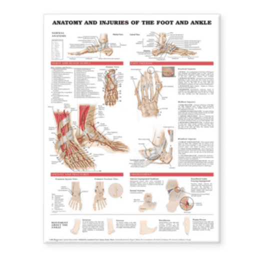 Picture of ANATOMY AND INJURIES OF THE FOOT & ANKLE (LAMINATED)