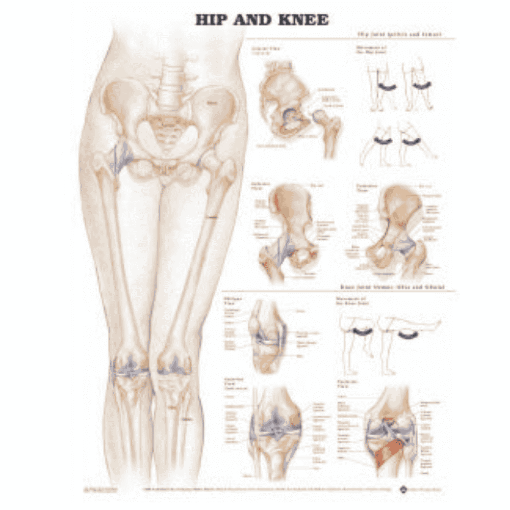 Picture of HIP & KNEE ANATOMICAL CHART  (LAMINATED)