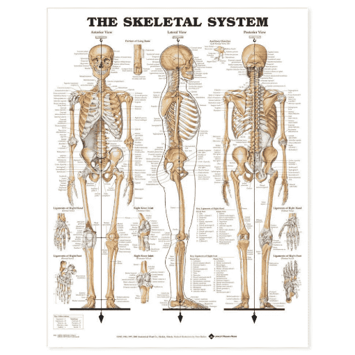 Picture of THE SKELETAL SYSTEM CHART  (LAMINATED)