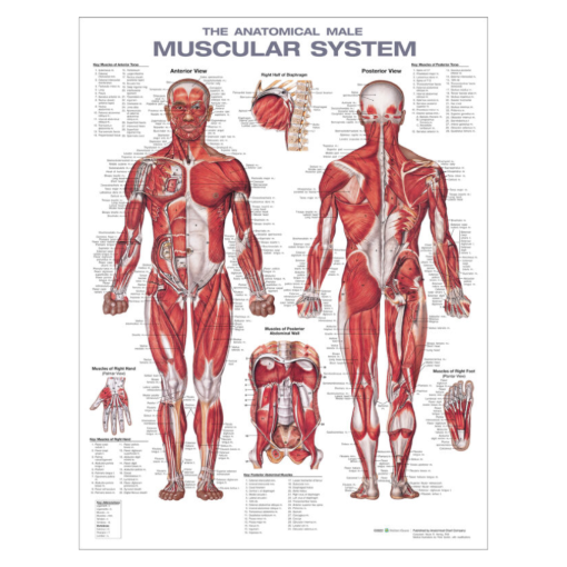 Picture of ANATOMICAL CHART - MALE MUSCULAR SYSTEM
